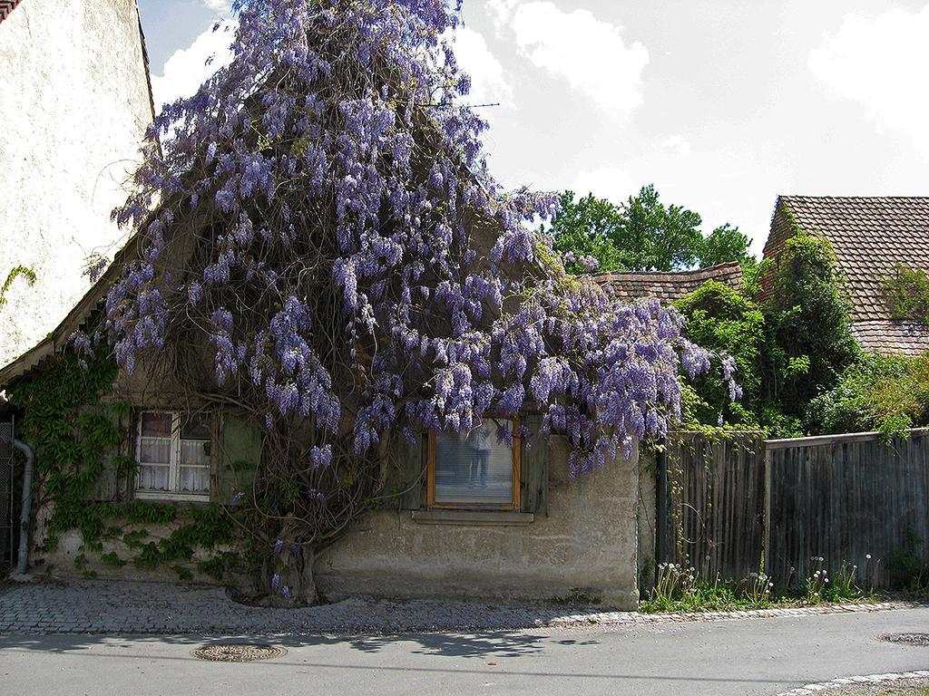 Die Sprachpension - The Language Guesthouse Vogtsburg Εξωτερικό φωτογραφία